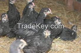 Australorp Chicken FOR SALE, livestock for sale online 