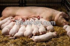 American Yorkshire Pig, livestock pigs for sale online 