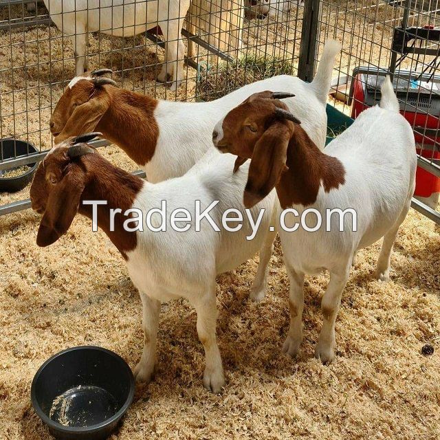 Goats skin, Saanen Goats for sale, livestock for sale, hides for sale