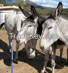 Andalusian Donkey , livestock for sale online 