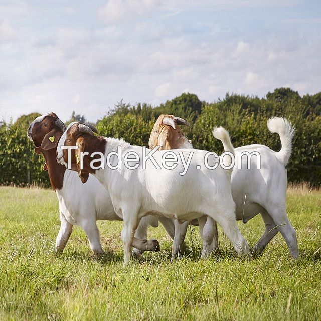 goat milk, liquid goat milk, goat skins, AL PINE GOATS FOR SALE