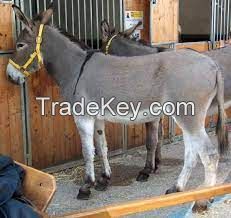 Amiatina donkey, livestock pigs for sale online 