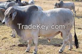 American Brahman cow FOR SALE, livestock for sale online