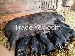 BELGIAN BLEU CATTLE FOR SALE, livestock for sale online