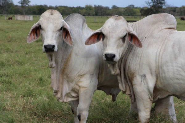 American Brahman cow FOR SALE, livestock for sale online 