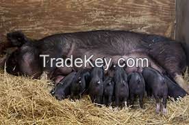 BELGIAN BLEU CATTLE FOR SALE, livestock for sale online