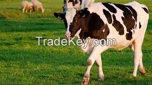 HOLSTEIN COWS FOR SALE, livestock for sale online