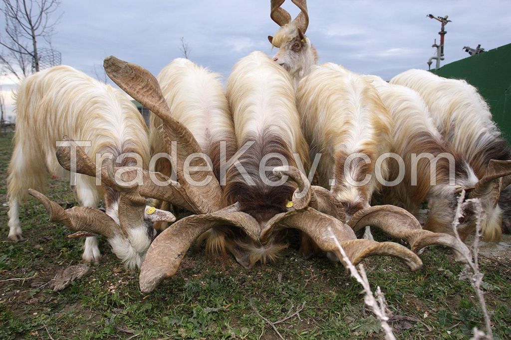 GIRGENTANA GOAT  FOR SALE, livestock for sale online