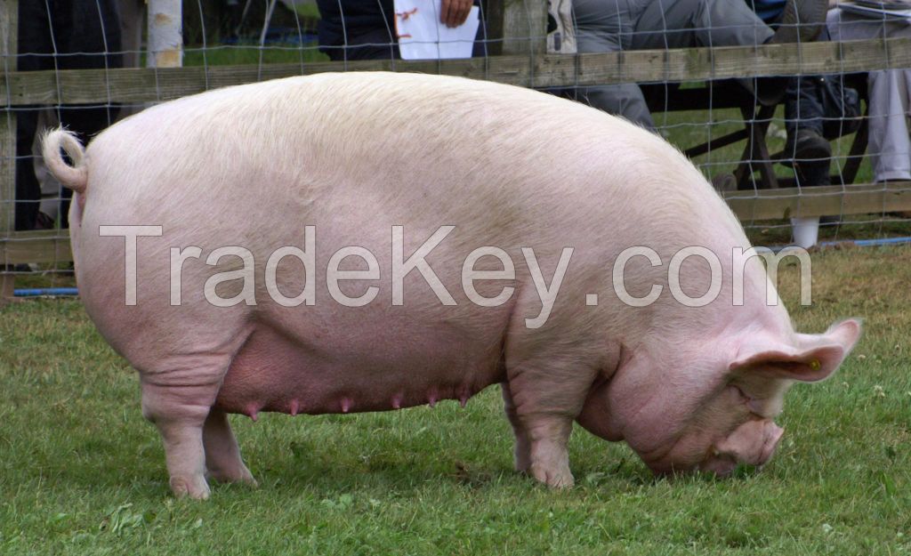 Middle White Pig for sale, livestock for sale online