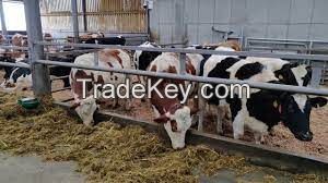 FLECKVIEH COWS  FOR SALE, livestock for sale online 