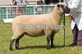 SHROPSHIRE SHEEP  for sale, livestock for sale online