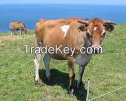 jersey cow FOR SALE, livestock for sale online