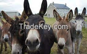 Irish donkey FOR SALE, livestock for sale online