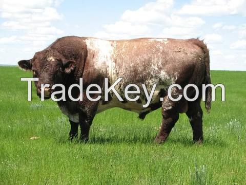 DAIRY SHORTHORN CATTLE FOR SALE, livestock for sale online