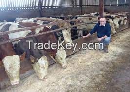 FLECKVIEH COWS  FOR SALE, livestock for sale online