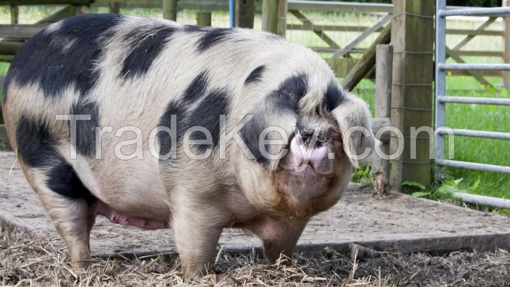 Gloucestershire Old Spots Pig FOR SALE, livestock for sale online