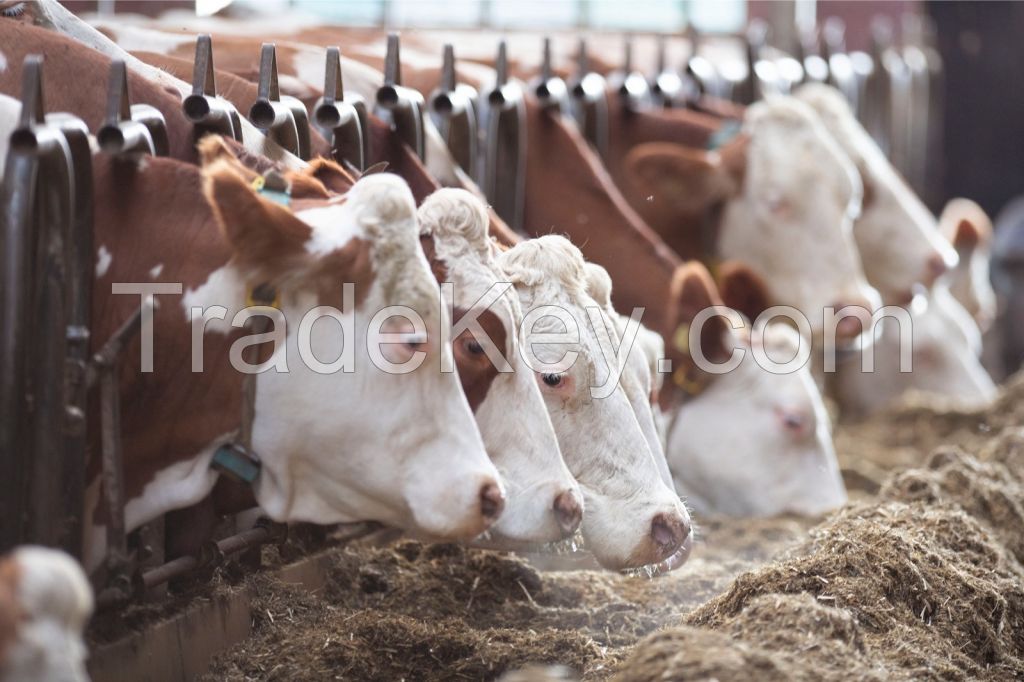 FLECKVIEH COWS  FOR SALE, livestock for sale online