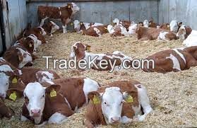 FLECKVIEH COWS  FOR SALE, livestock for sale online 