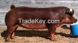 Duroc Pig  FOR SALE, livestock for sale online 