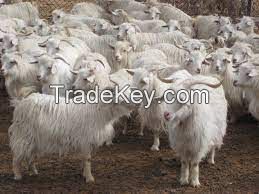 HEXI CASHMERE GOAT FOR SALE, livestock for sale online