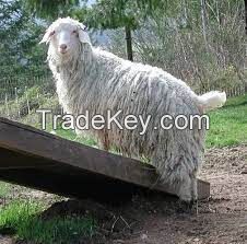 PYGORA GOAT  for sale, livestock for sale online