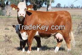 SIMMENTAL CATTLE  for sale, livestock for sale online