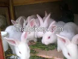 Florida White Rabbit  FOR SALE, livestock for sale online 