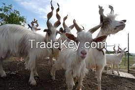 GIRGENTANA GOAT  FOR SALE, livestock for sale online