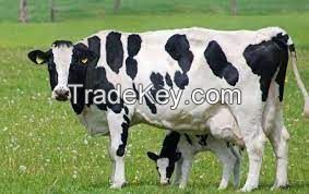 HOLSTEIN COWS FOR SALE, livestock for sale online