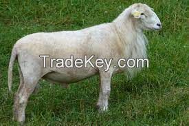 KATAHDIN SHEEP FOR SALE, livestock for sale online