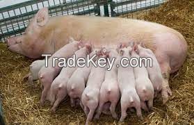 Large White Pigs for sale, livestock for sale online