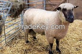 SHROPSHIRE SHEEP  for sale, livestock for sale online