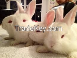 Florida White Rabbit  FOR SALE, livestock for sale online 