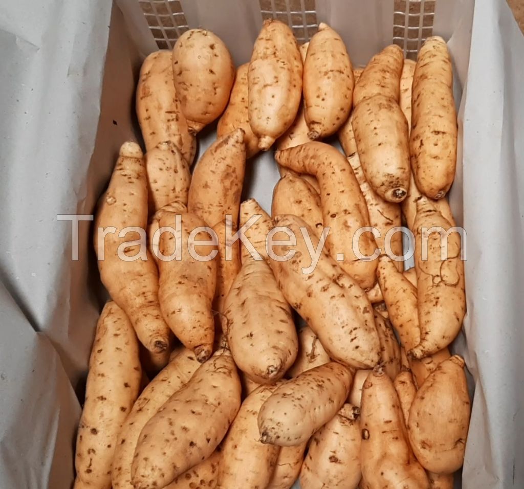 Sweet Potatoes Cilembu