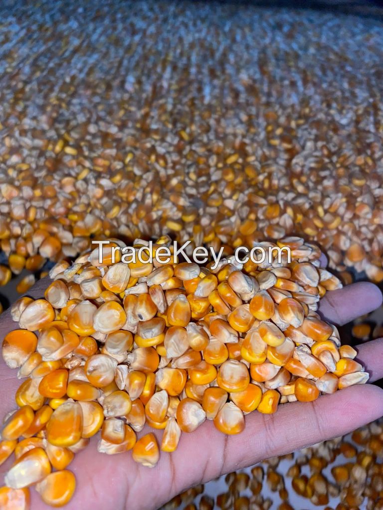 Yellow Corn for Human and Animal Feed