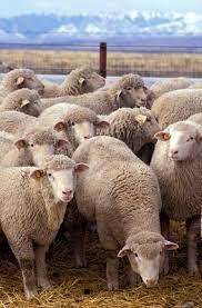 Live Stock Sheep