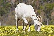 Live Stock Goat