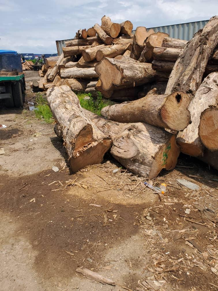 Teak logs