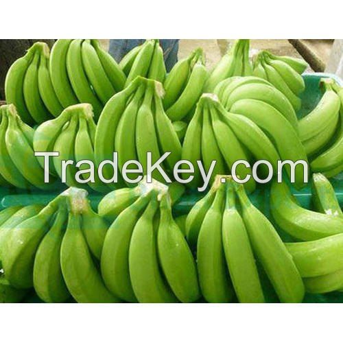 Cavendish Bananas