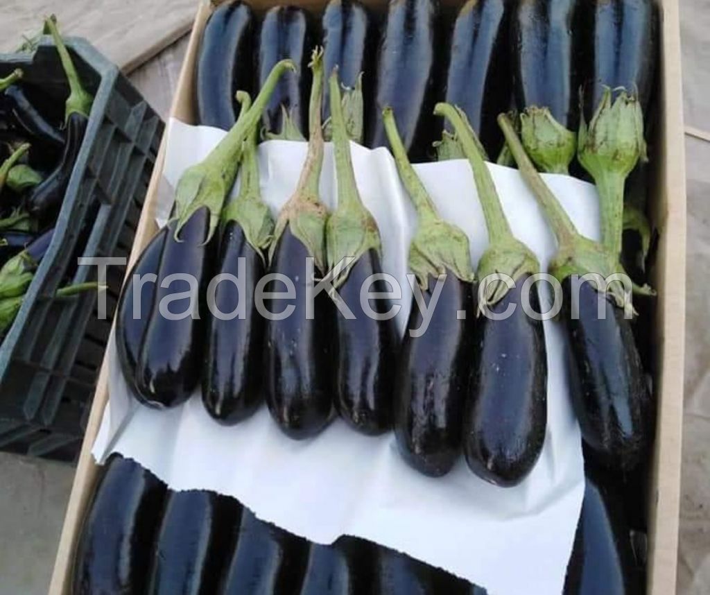  Fresh Eggplant
