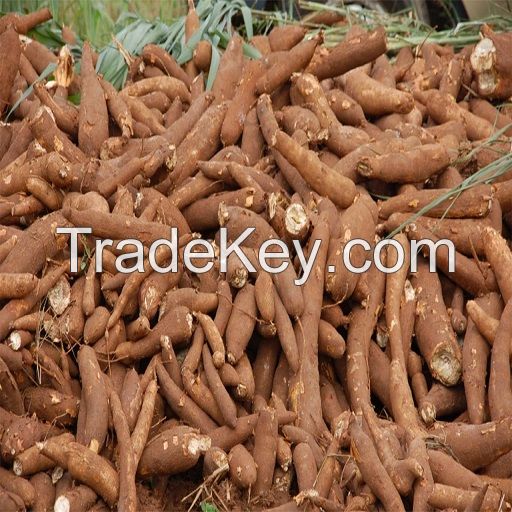 Fresh Cassava 