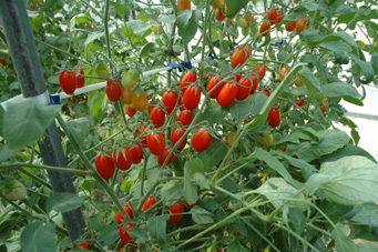 Quality And Sell Grape Tomato Seeds 2