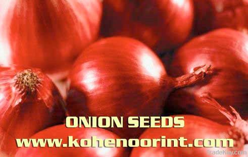 Quality and Sell ONION SEED