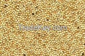 Quality and Sell High   quality yellow broom corn millet/grain 