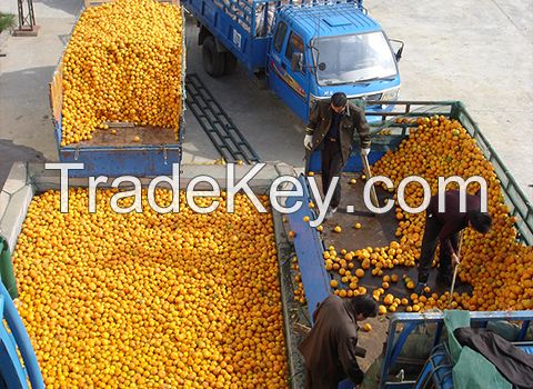 Quality and Sell Factory Price Mango/Pineapple/Orange/Citrus Juice /Fruit Juice Production Line