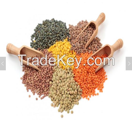 Quality and Sell Red Split Lentils /  Red Lentils / Yellow Lentils / Green Lentils For sale