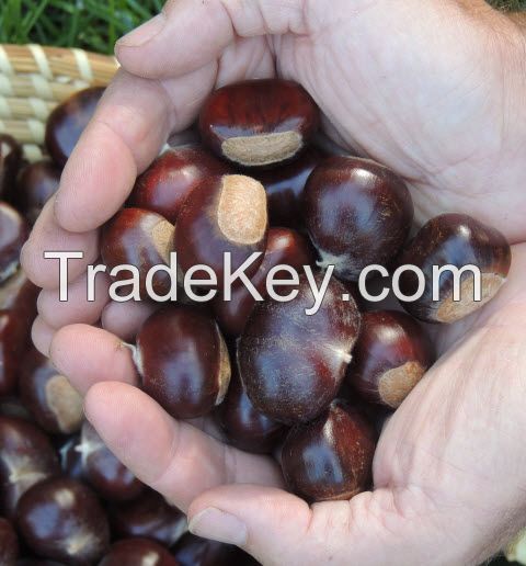 Quality and Sell  Fresh Chestnuts / Raw Chestnuts / Dried Chestnut 