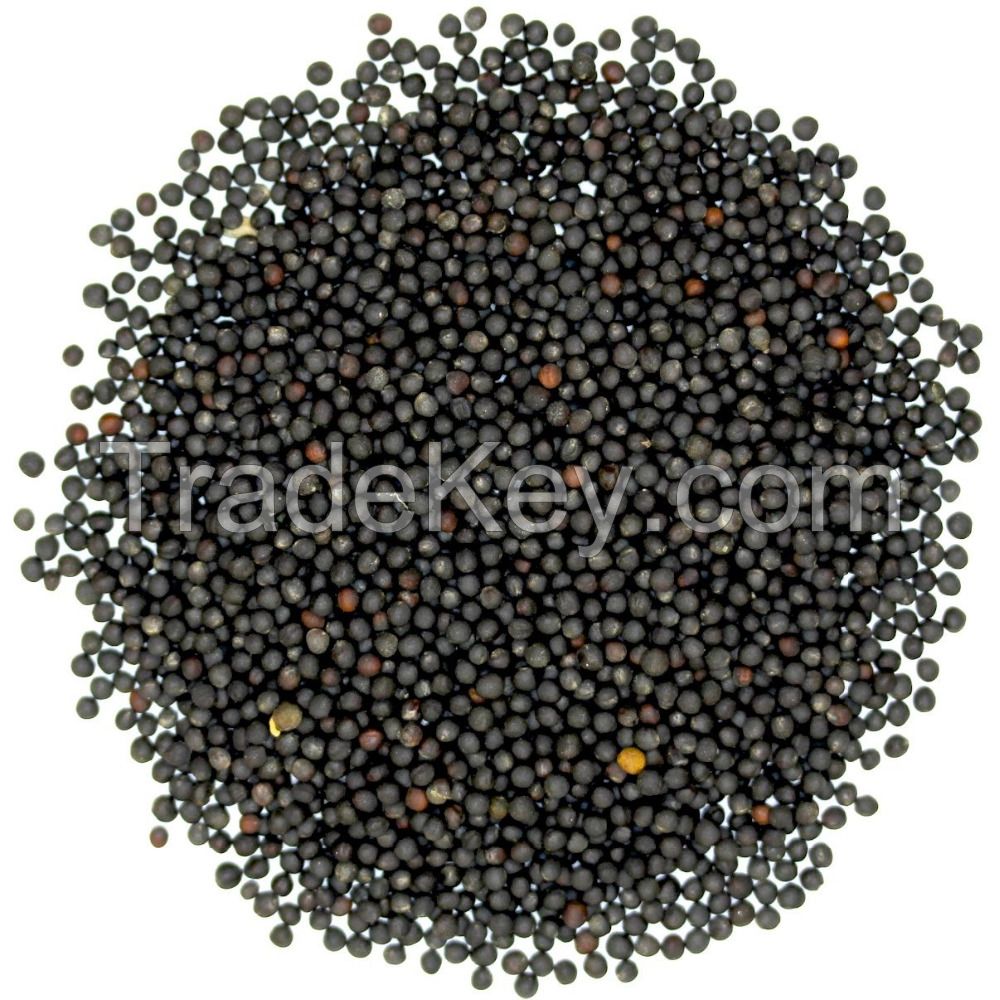 Quality and Sell  Grade A Top Quality Rape seeds / Canola Seeds For Sale