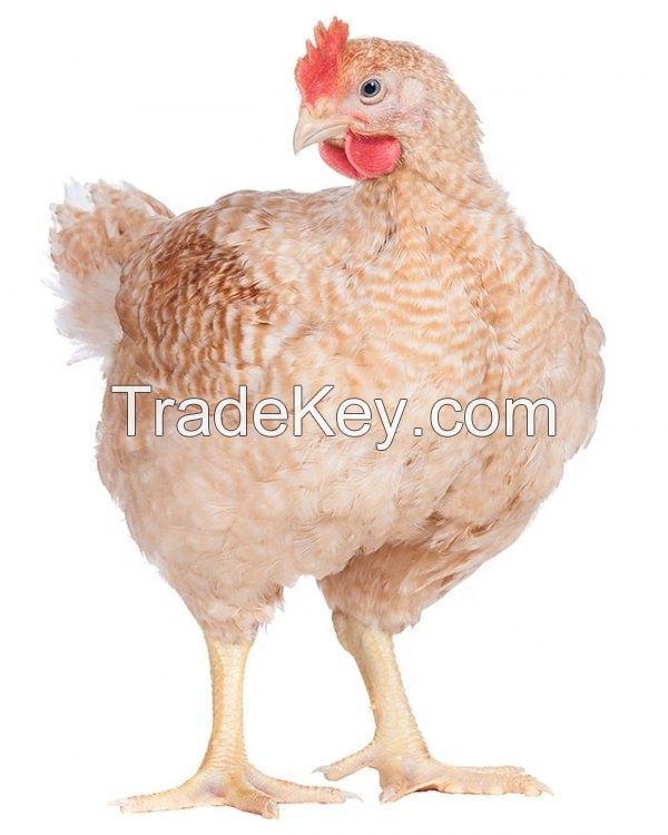 Quality and Sell  Vitamin premix for broiler 