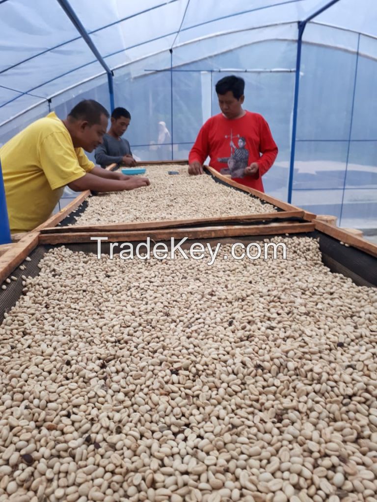 Quality and Sell Green bean gayo coffee beans